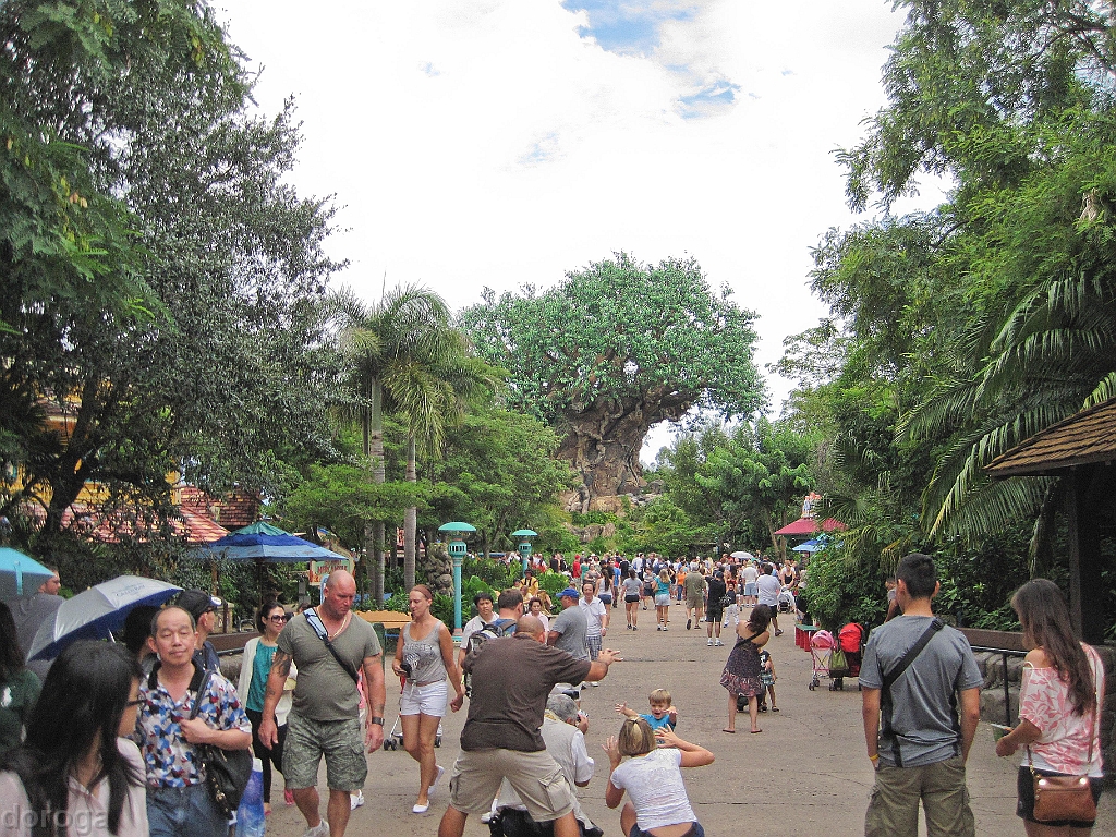AnimalKingdom_MG_2525.JPG - Animal Kingdom