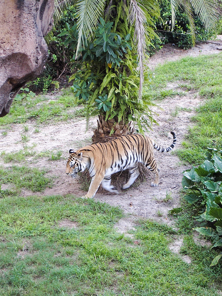 AnimalKingdom_MG_2582.JPG - Animal Kingdom