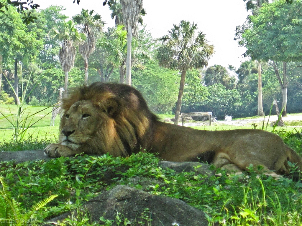 BuschGardens_MG_3049.JPG - Busch Gardens