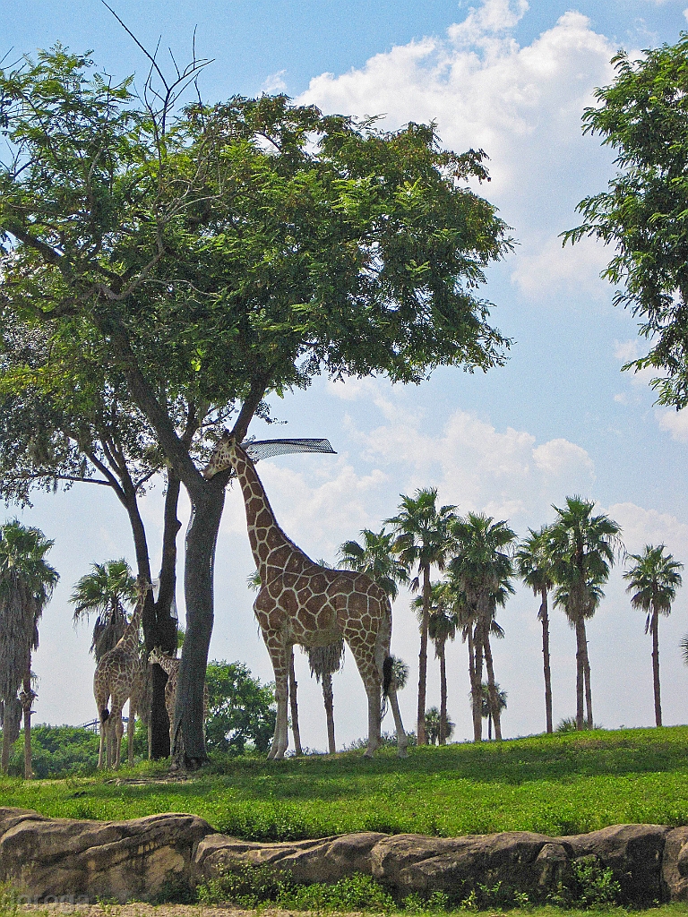 BuschGardens_MG_3097.JPG - Busch Gardens
