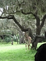 AnimalKingdom_MG_2557