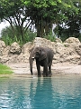 AnimalKingdom_MG_2563