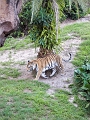 AnimalKingdom_MG_2582