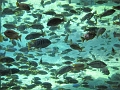 BuschGardens_MG_3046