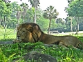 BuschGardens_MG_3049