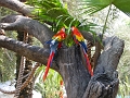 BuschGardens_MG_3063