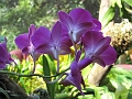BuschGardens_MG_3080