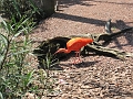 BuschGardens_MG_3082