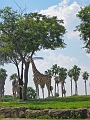 BuschGardens_MG_3097