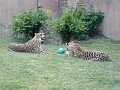 BuschGardens_MG_3106